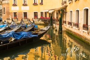 Venice Gold | Sheri Frazier Photography